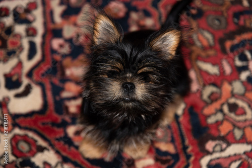 Small furry yorkie x pekingese puppy sitting on an oriental rug.