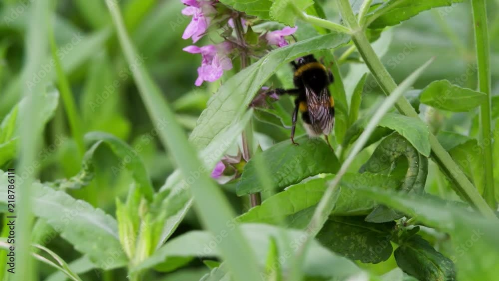 Bumblebee collecting nectar pollen on Flower and flying away on Green Meadow blurred background Slow motion closeup Macro shot. Bumblebee collecting nectar pollen on Flower and flying away on Green Meadow blurred background Slow motion closeup Macro shot.