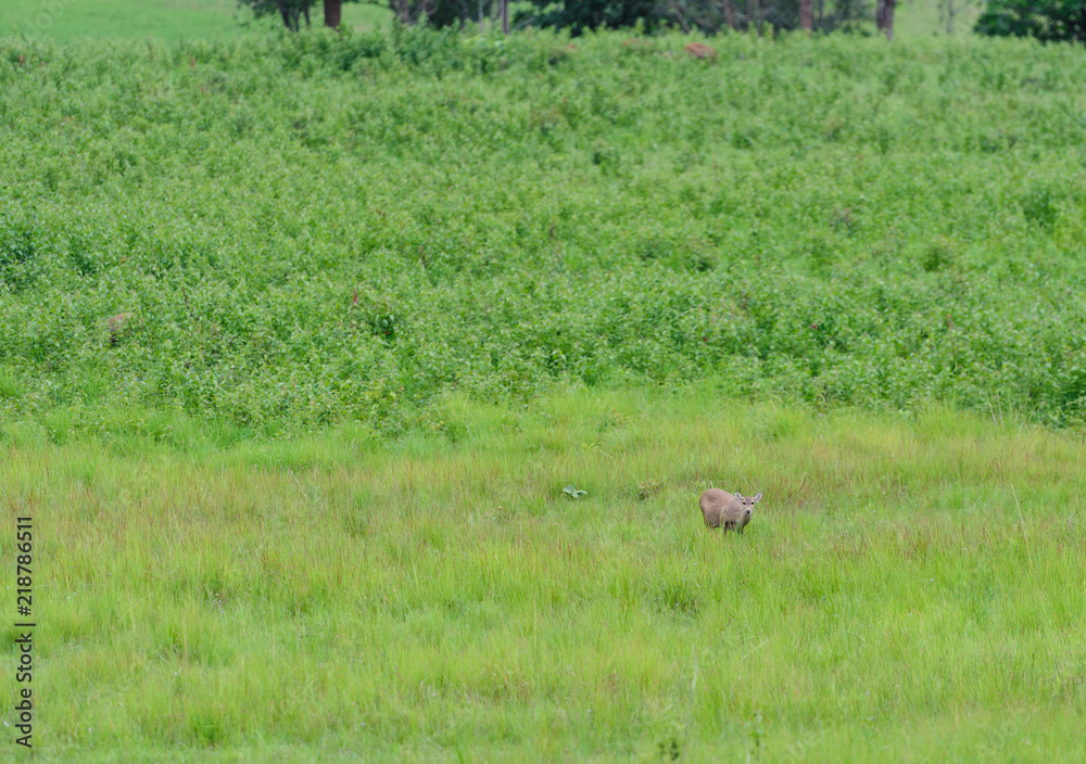 Hog Deer (Hyelaphus porcinus) Hog Deer (Hyelaphus porcinus)