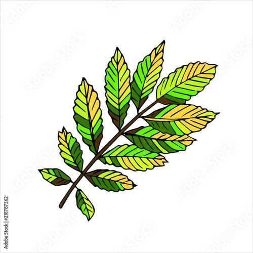rowan leaf