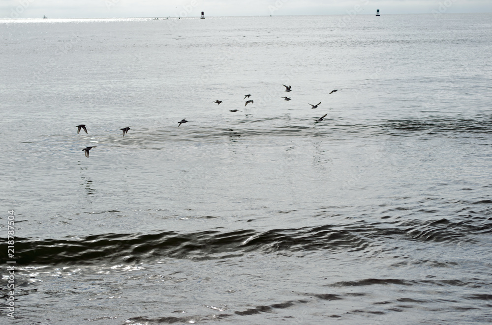 Birds flying at sea beach. Water, sand