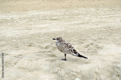 Seagull sitting on the sand at beach. Beak, sunny