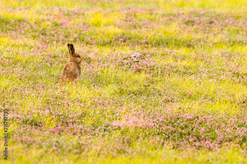 mountain hare leveret © markmedcalf