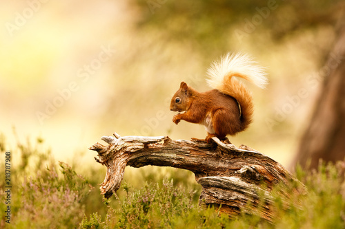 Red Squirrel  photo