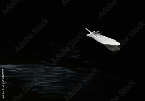 Wallpaper Mural Egret feather floating on calm water in black and white. Torontodigital.ca