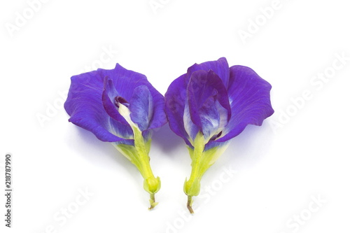 Butterfly pea flower on white background.