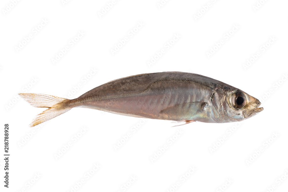 Fresh fish isolated on white, small freshwater bleak Fresh fish isolated on white, small freshwater bleak