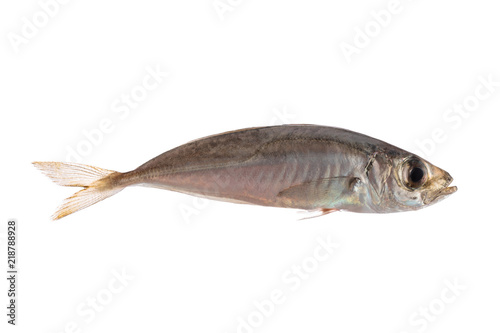 Fresh fish isolated on white, small freshwater bleak