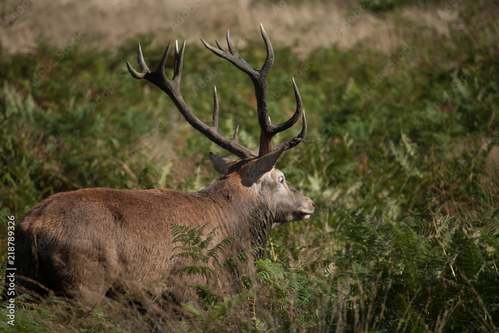 Naklejka premium Stag during rutting season