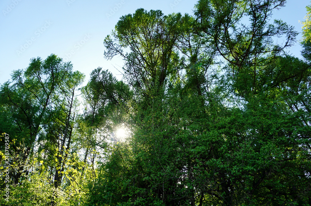 the sun through the trees