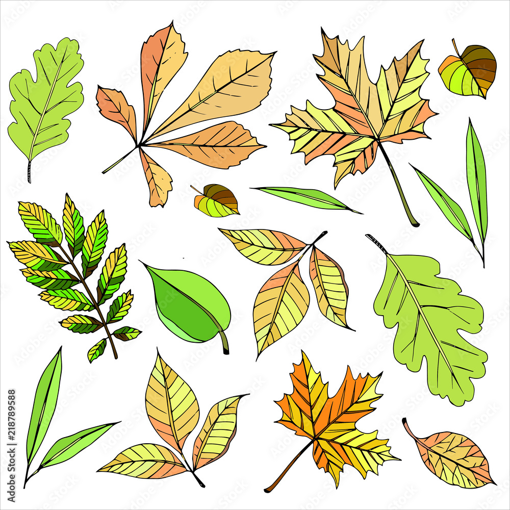 Obraz premium autumn leave maple oak rowan birch
