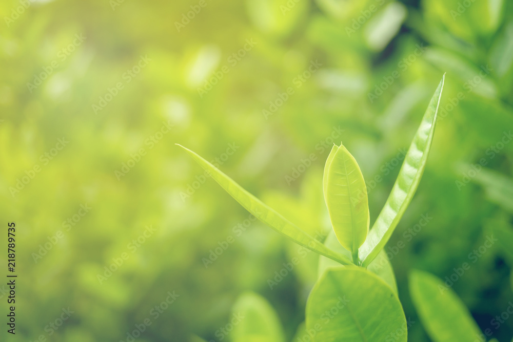 Green leaf soft focus with closeup in nature view Green leaf soft focus with closeup in nature view