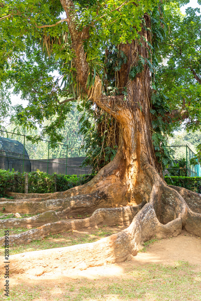 Fig tree with flat, wide running root system from mighty buttress roots in the Botanical Stock Photo | Adobe Stock