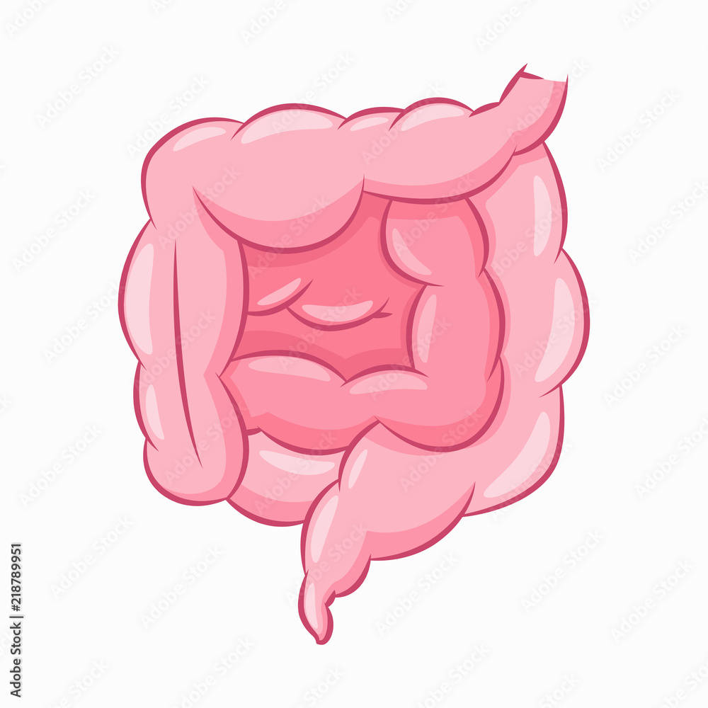 Human intestine vector cartoon illustration of gut isolated on a white ...
