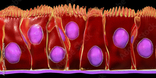 Pseudostratified columnar epithelium, 3D illustration. Epithelium found in trachea and upper part of digestive tract photo