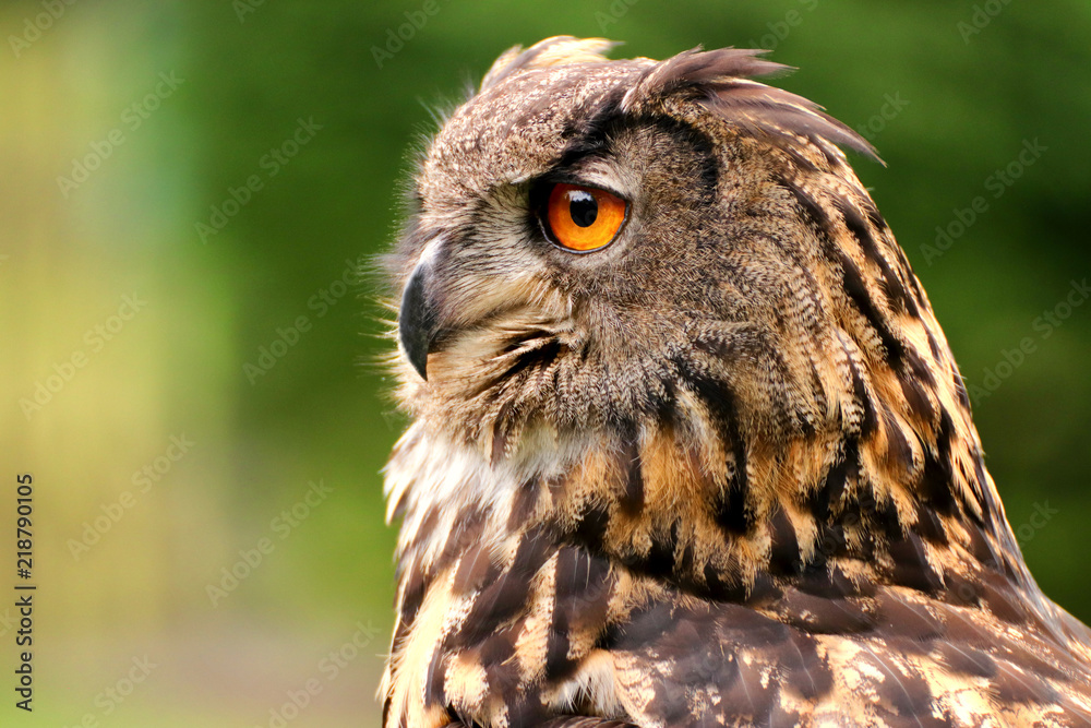 Fototapeta premium Profile portrait of owl