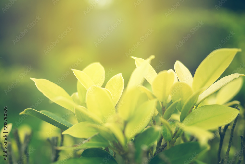 Green leaf soft focus with closeup in nature view Green leaf soft focus with closeup in nature view