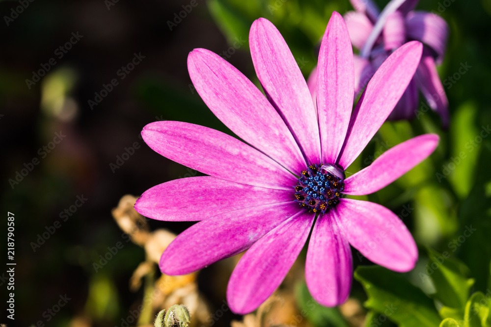 Obraz premium Blume in einem Garten