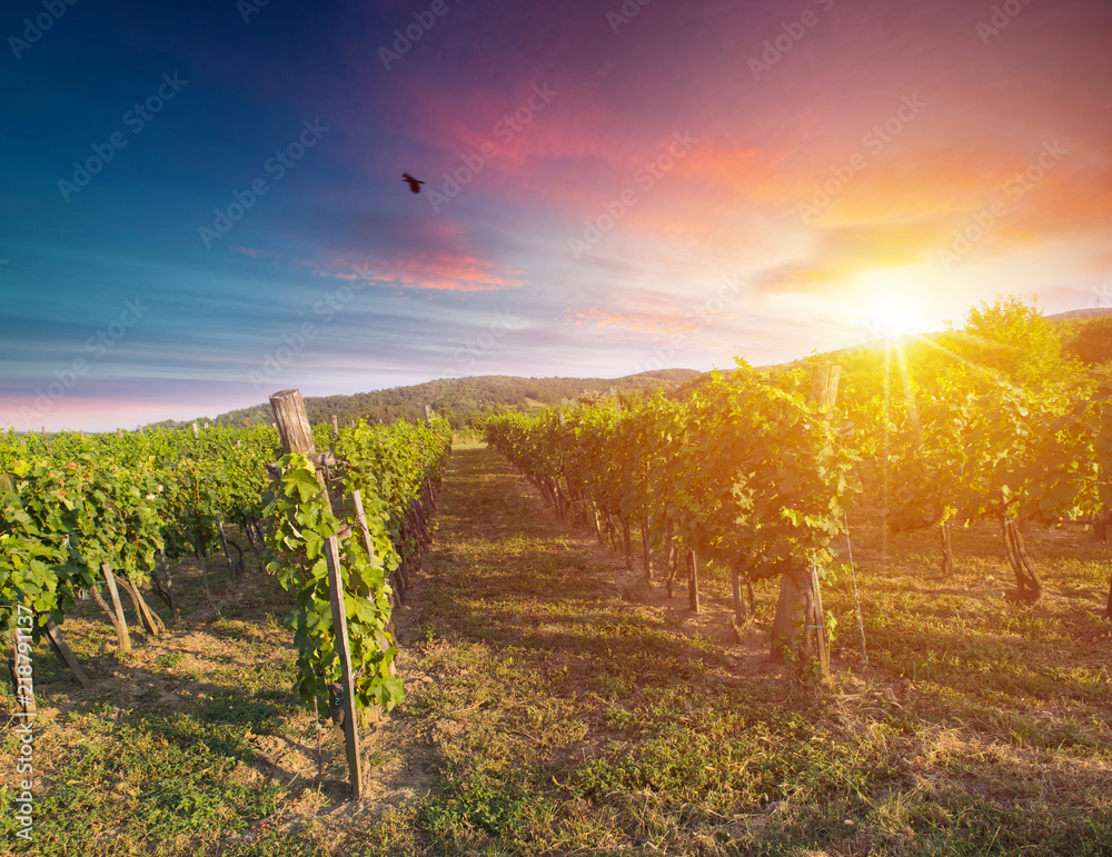Naklejka premium Extra wide panoramic shot of a summer vineyard shot at sunset