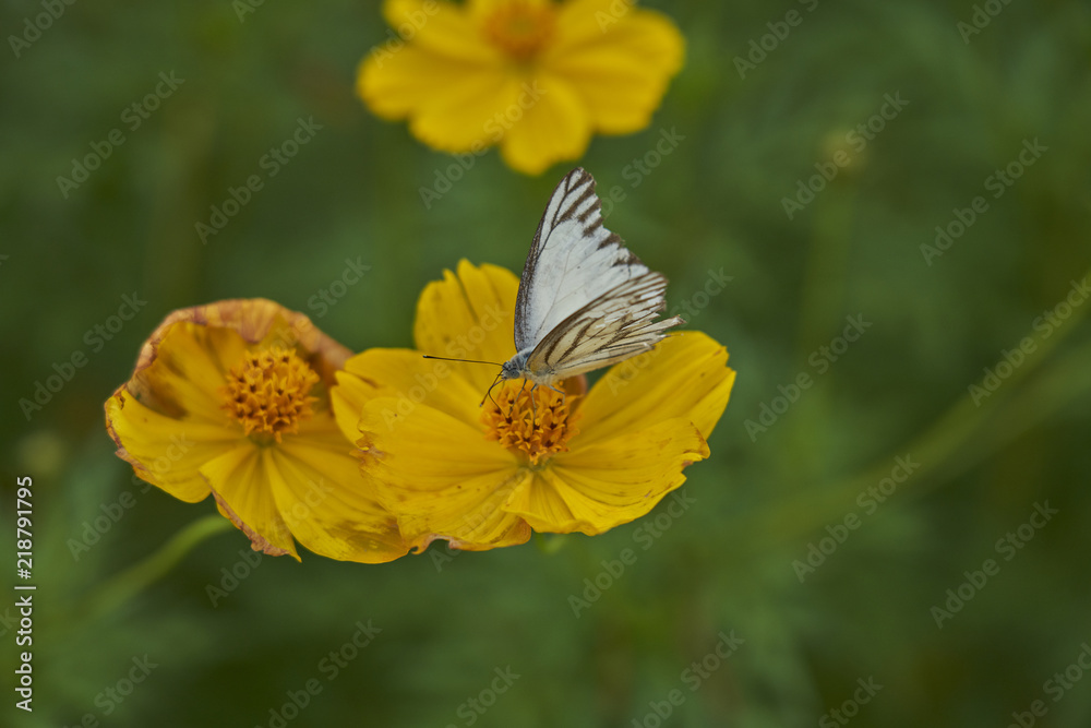 Yellow flower with butterfly 