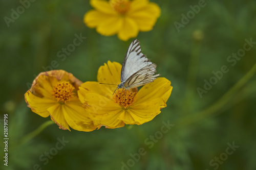Yellow flower with butterfly  © David