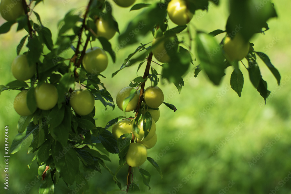 The branches of the tree are mature fruits of prunus cerasifera yellow color