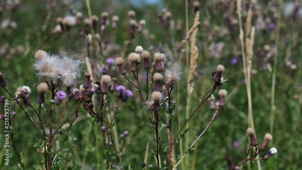 Kratzdisteln - Cirsium in einer Detailaufnahme Kratzdisteln - Cirsium in einer Detailaufnahme