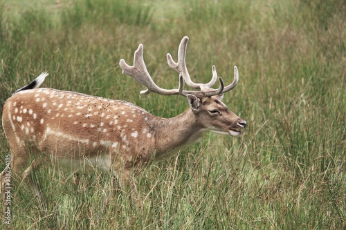 Wild Hirsch deer anaimal natur photo