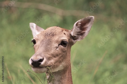 Deer Close Animal Nature Wild Reh 