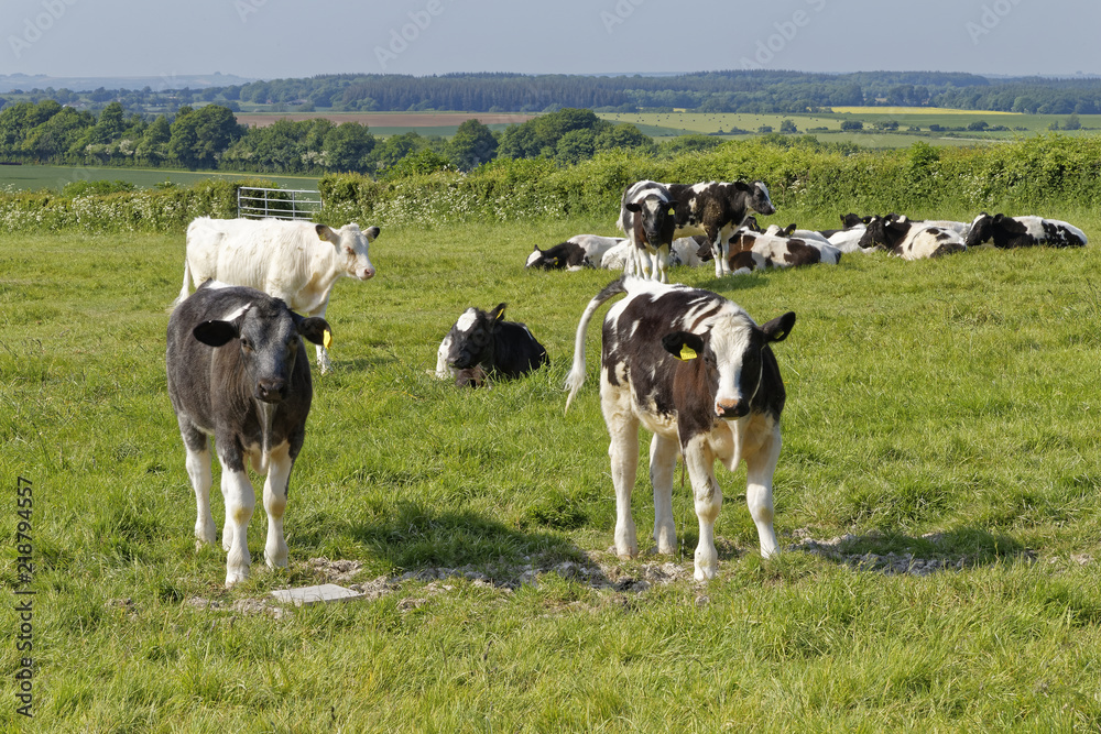 cows on a meadow in England