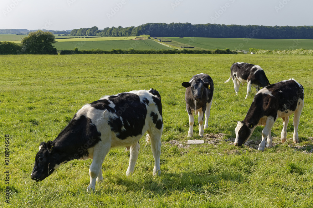 cows on a meadow in England