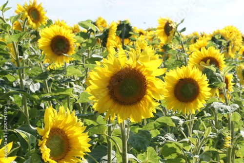 Sonnenblumen