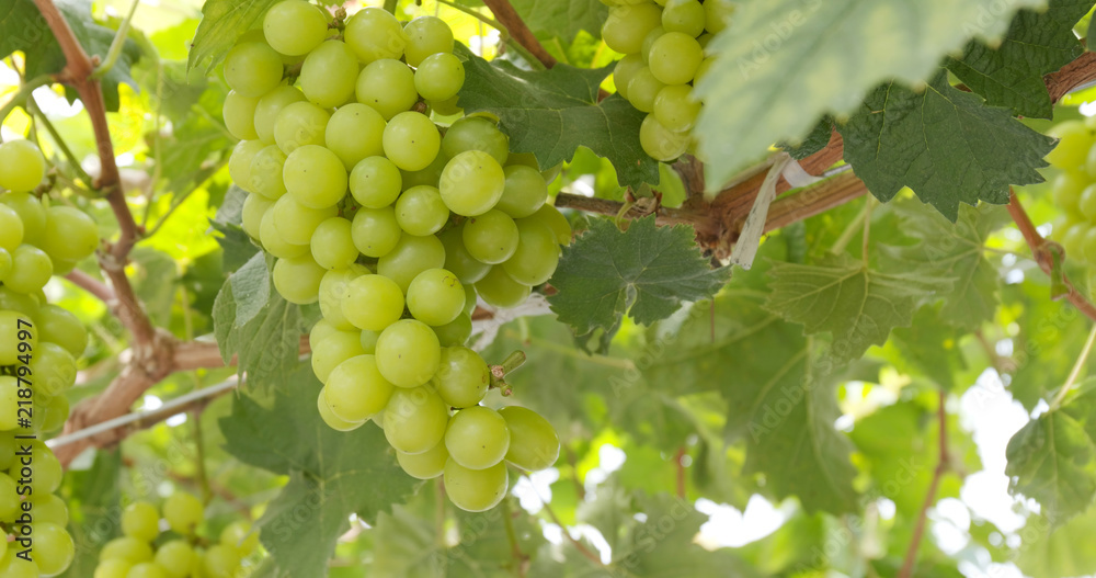 Green fresh grape in the farm Green fresh grape in the farm