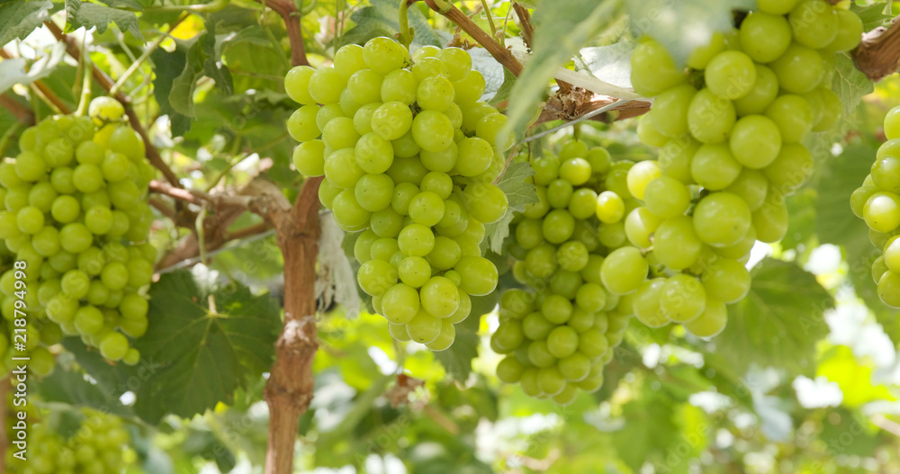 Fresh grape farm