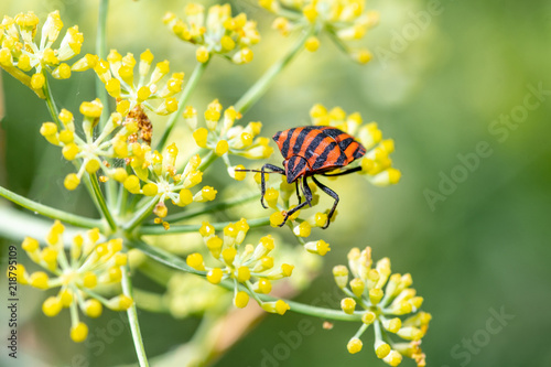 Striped shield bug (Graphosoma lineatum) on fennel photo