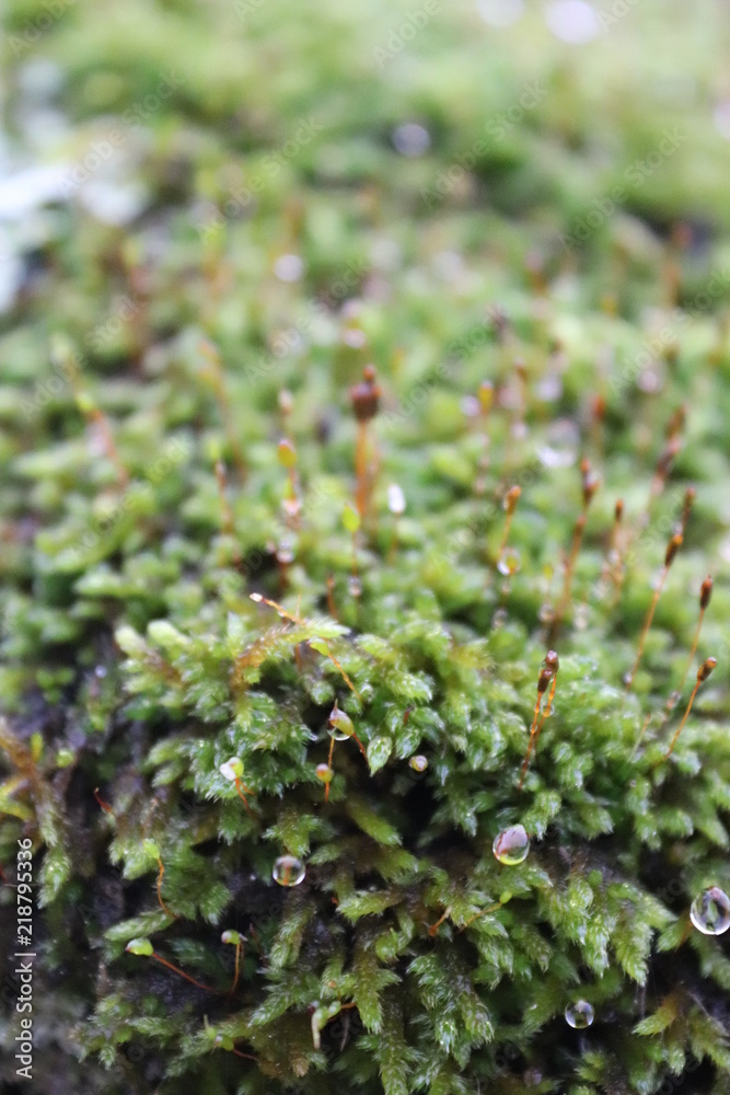 moss on tree moss on tree