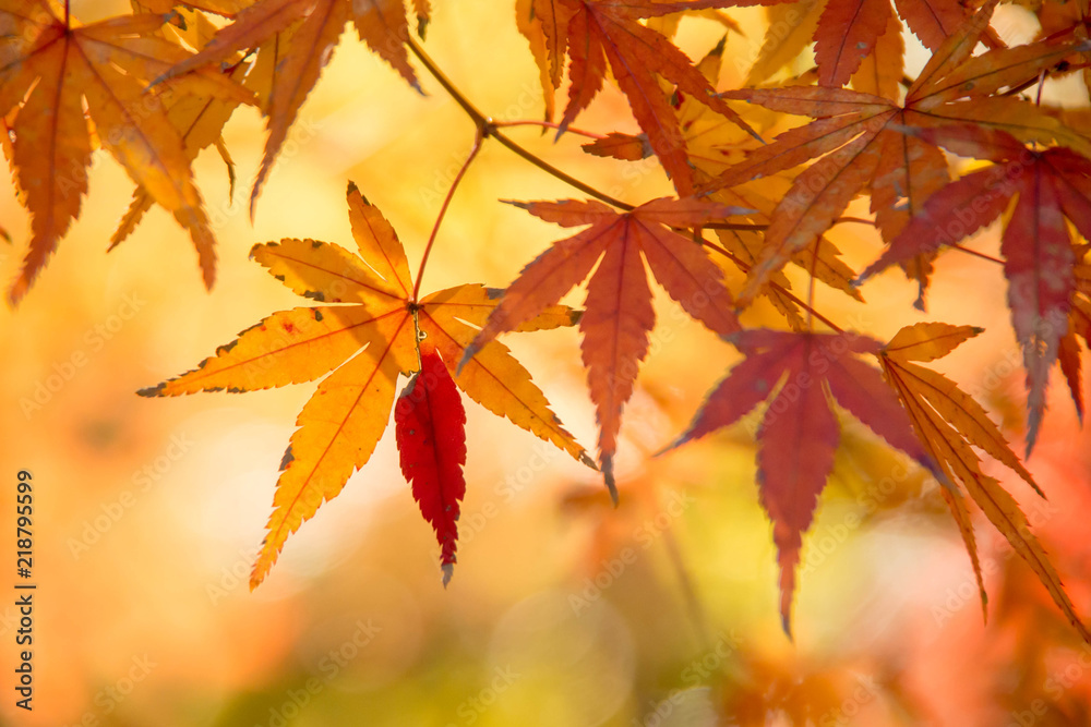 楓の紅葉 楓の紅葉