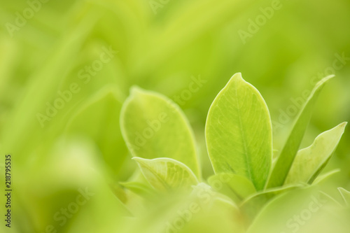 Closeup fresh green leaf blurred and natural green plants branch tree in garden at summer under sunlight concept design wallpaper lanecape background with bokeh copy space add text.