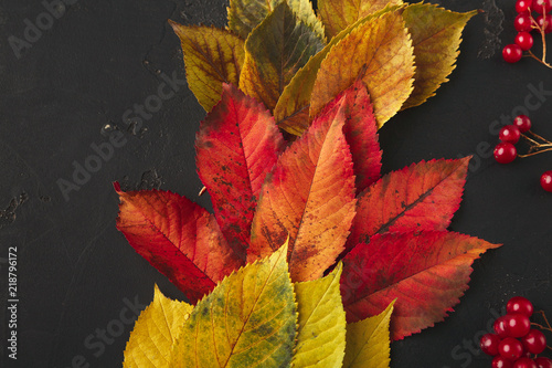 Autumn seasonal background, colourful ash leaves