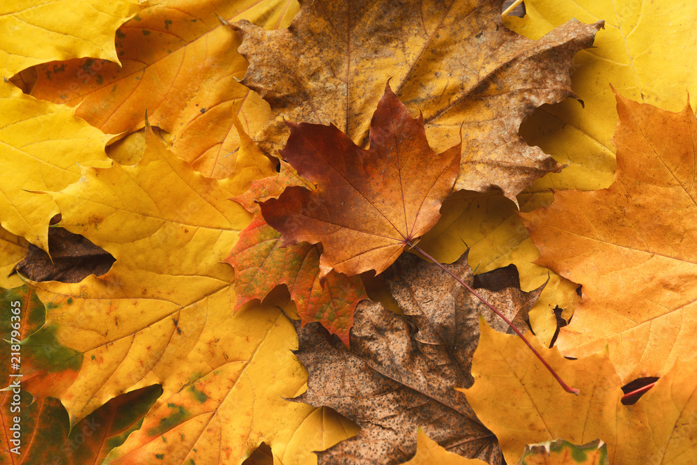 Autumn maple yellow leaves background