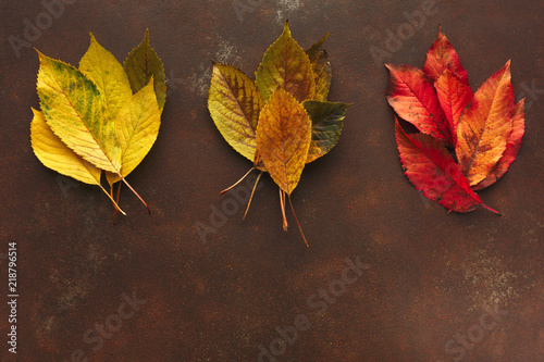 Autumn seasonal background, colourful ash leaves