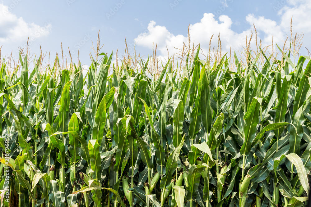 Tall, green corn plants growing in a farm field with a bright blue summer sky. Concepts of agriculture, farming, crops, trade war, and tariffs Tall, green corn plants growing in a farm field with a bright blue summer sky. Concepts of agriculture, farming, crops, trade war, and tariffs