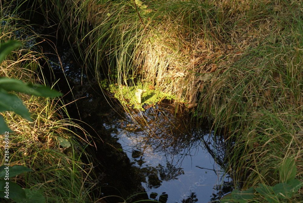 Obraz premium Tümpel