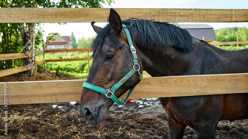 Fototapeta Naklejka Na Ścianę i Meble -  Portrait of a horse eating grass. Summer in Tomsk.