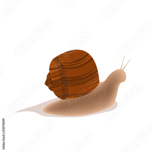 creeping snail on white background