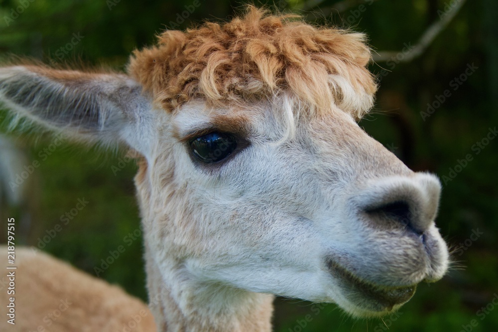 Obraz premium Portret alpaki