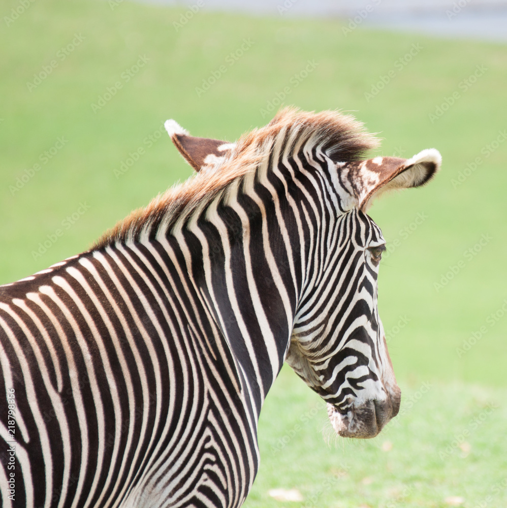 Zebra