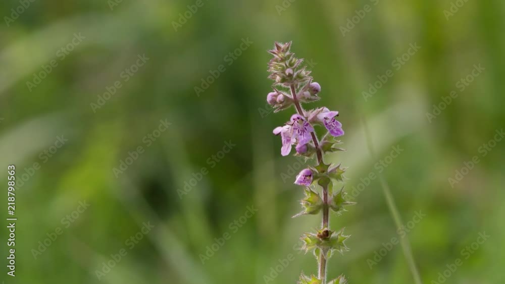 Violet Purple Flower on Green grass plants Closeup Macro shot Meadow blurred background. Violet Purple Flower on Green grass plants Closeup Macro shot Meadow blurred background.