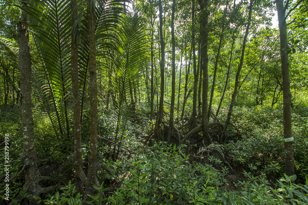 Fototapeta scenary of mangrove forest