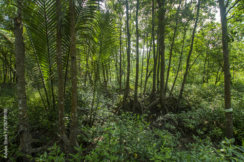 scenary of mangrove forest